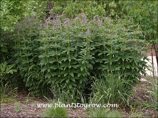 Veronicastrum sibericum 
An impressive planting of 5 large clumps. (June 3)